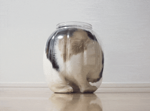 шнобелькоты.gif