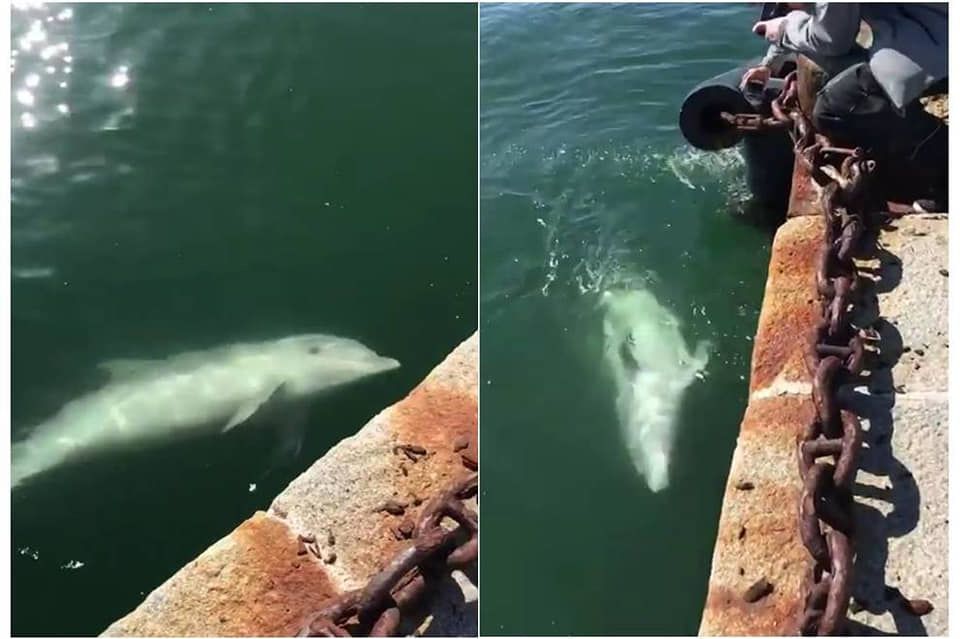дельфины в Венеции.jpg